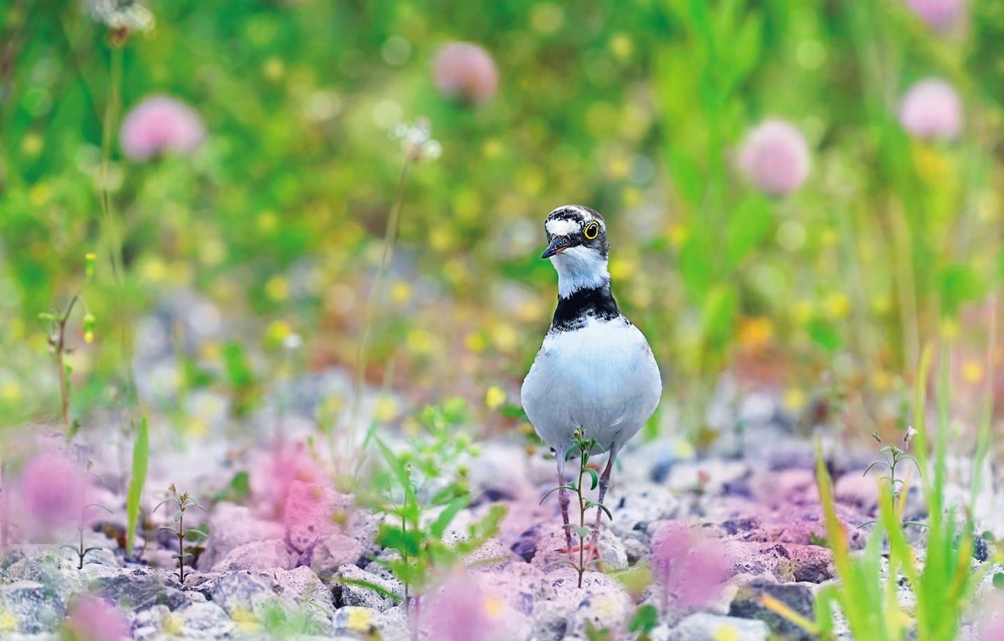 野鳥カレンダー