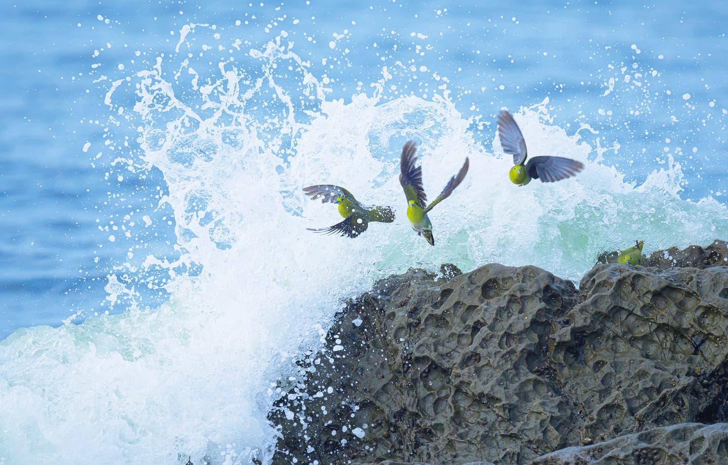 野鳥カレンダー