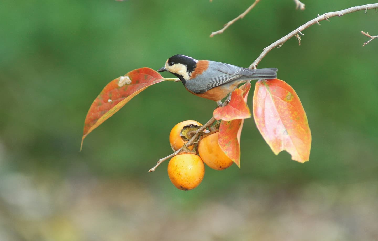 野鳥カレンダー