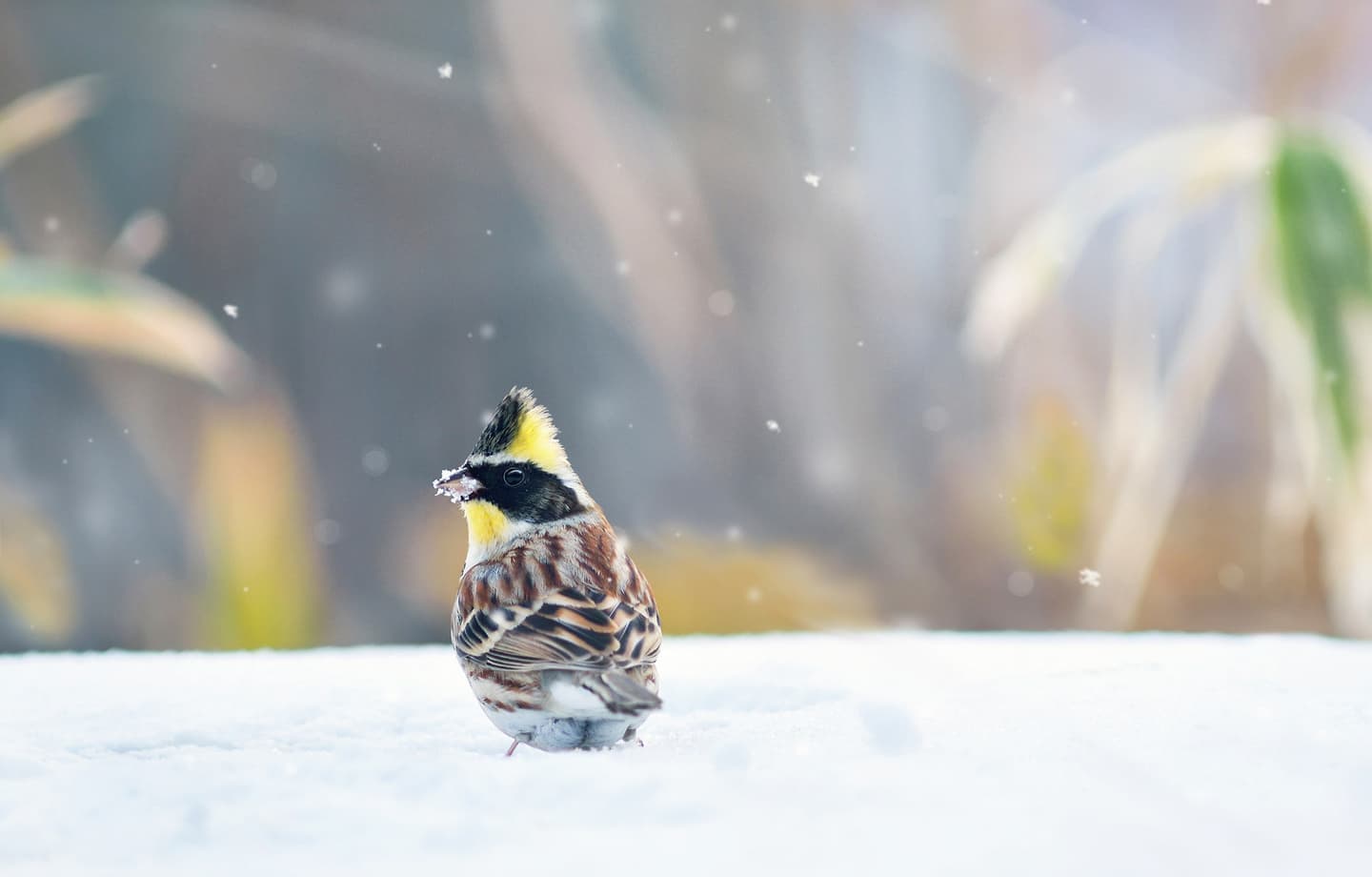 野鳥カレンダー