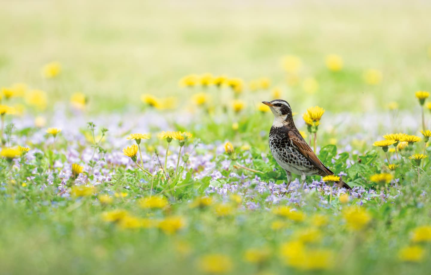 野鳥カレンダー