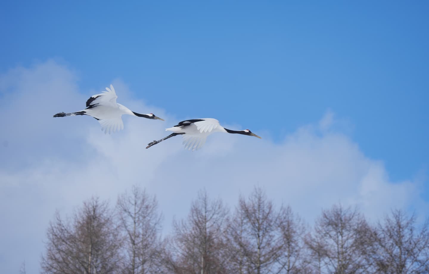 野鳥カレンダー