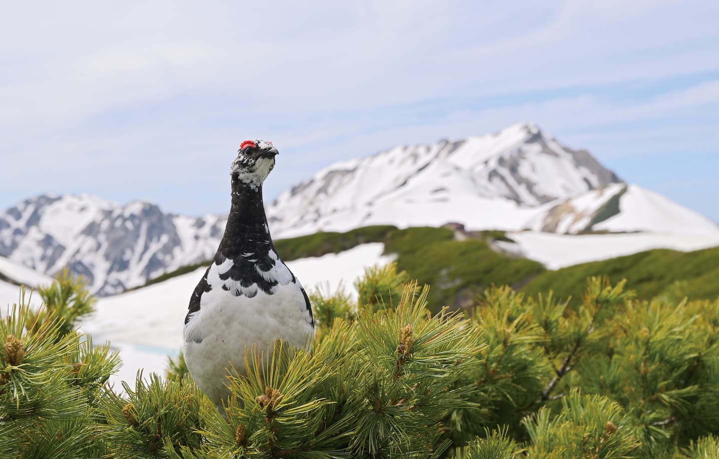 野鳥カレンダー