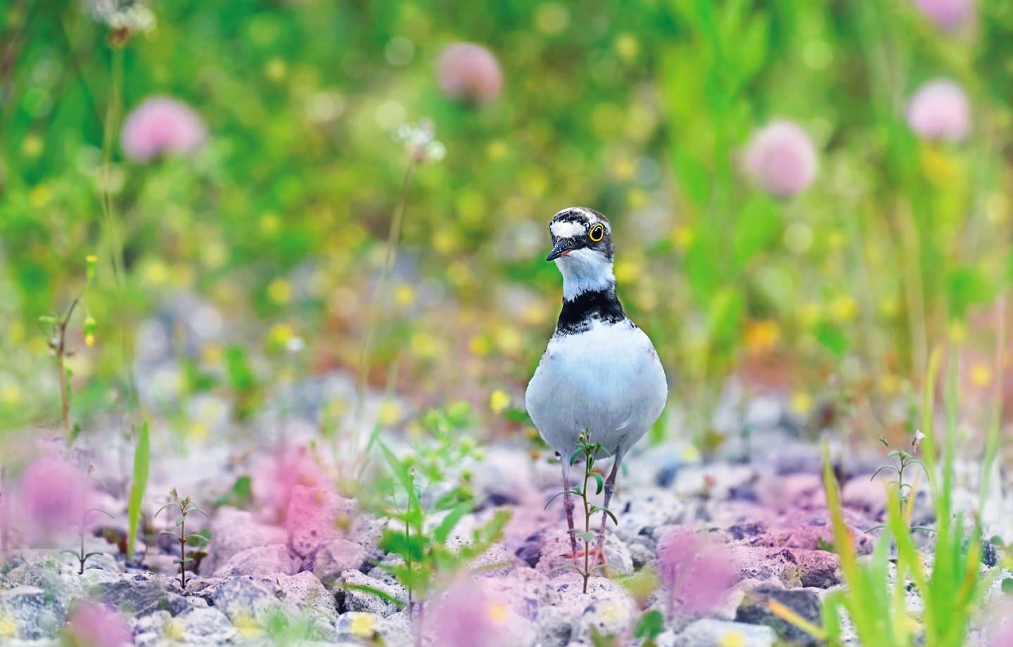 野鳥カレンダー