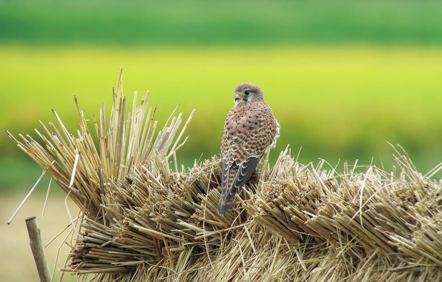 野鳥カレンダー