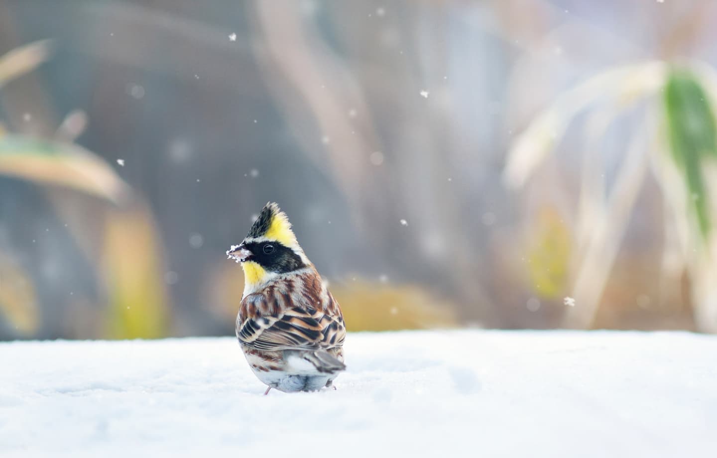 野鳥カレンダー