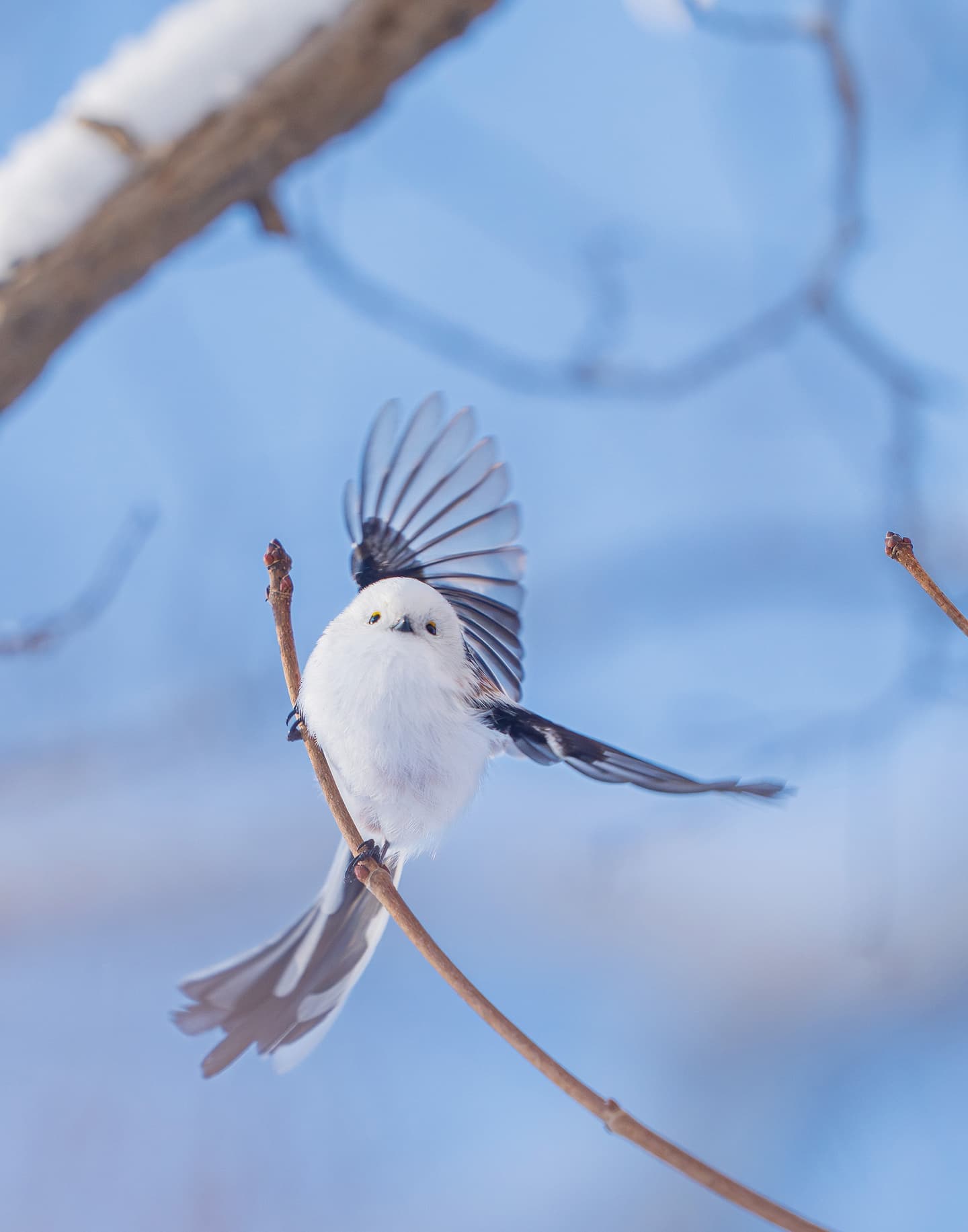野鳥カレンダー