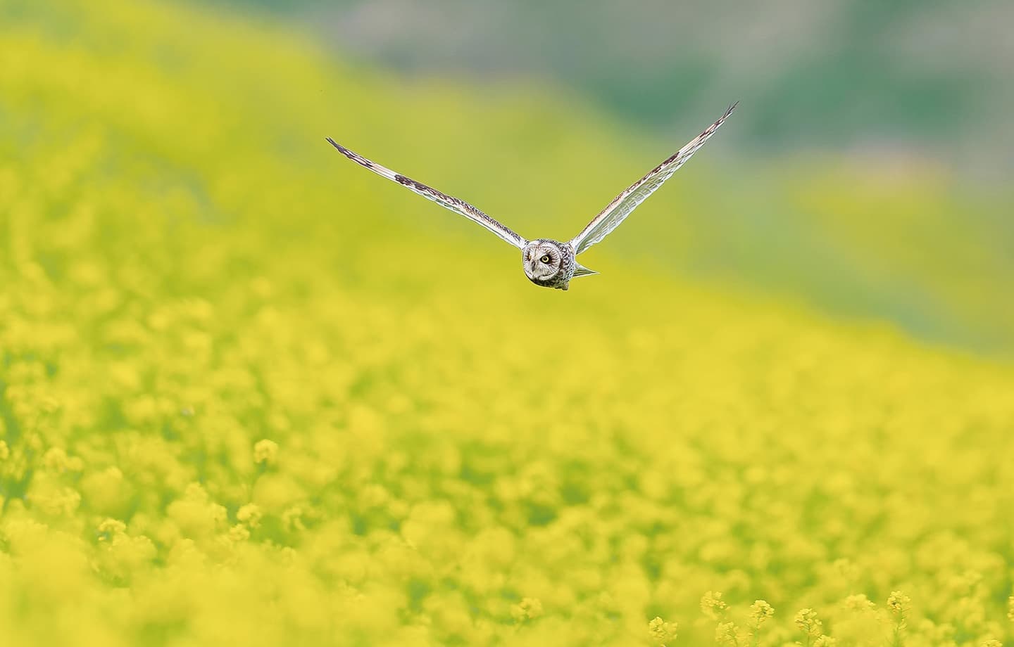野鳥カレンダー