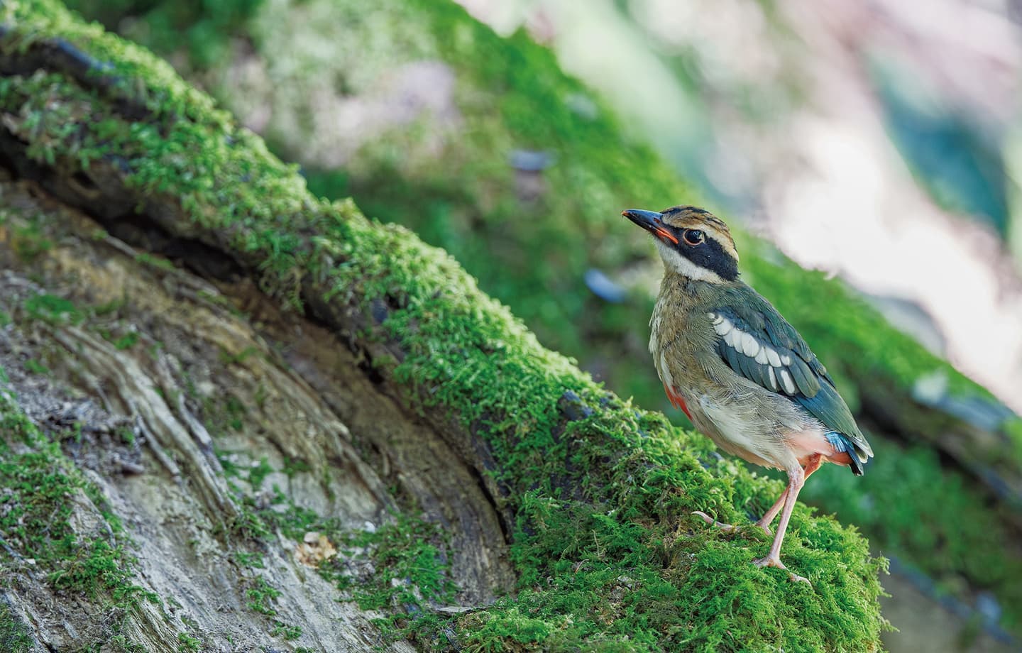 野鳥カレンダー