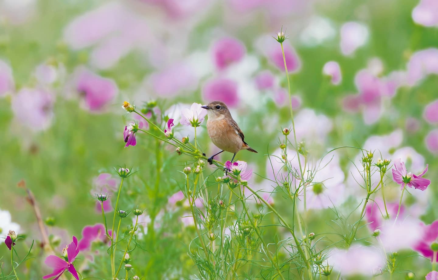 野鳥カレンダー